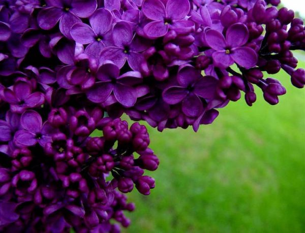 Бузок "Лікарський" саджанці дворічні, відкрита коренева система