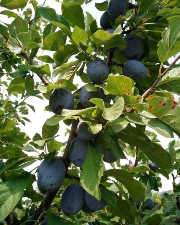 Угорка"Чячанська "