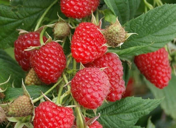 39ae4f5ba544554dd2faa16ea9f7766a.jpg Малина "Глем Ампел" (доспіває кінець червня)