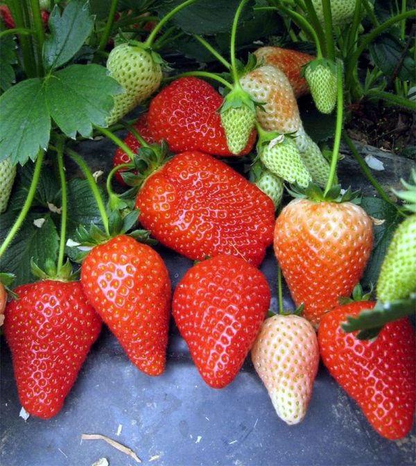 3_ntlbkzx.jpg Полуниця "Альба" (дуже сорт ранній) Продаємо від 10 шт одного сорту