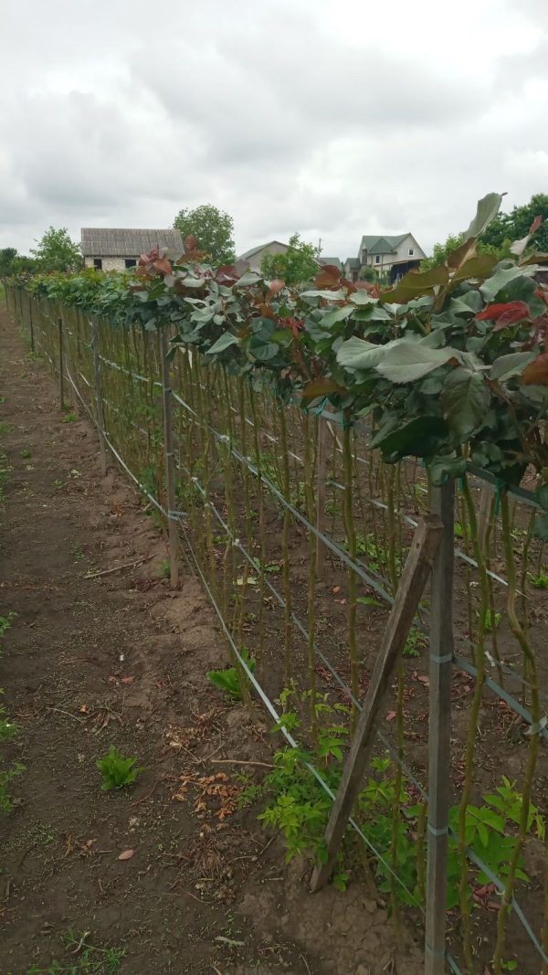 Троянда на штамбі Сонечко