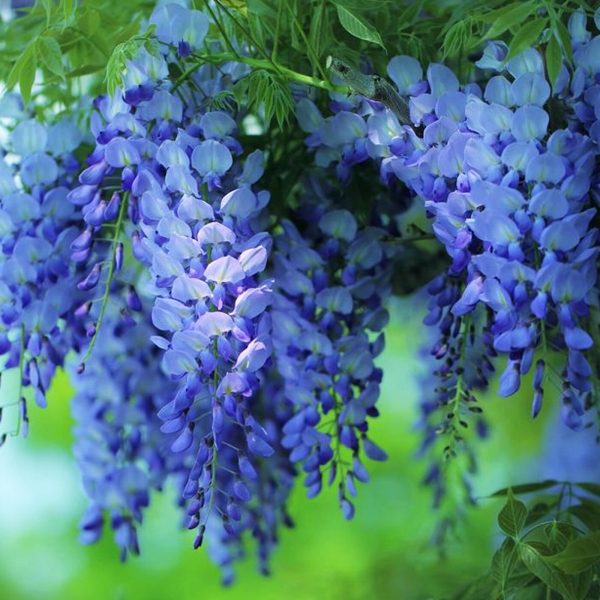 Гліцинія темно-фіолетова "Аватар"