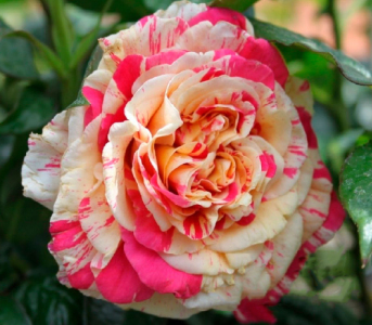 Троянда "Ваніла Фрайз" плетиста