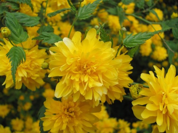 Керрія Японська жовта "Variegata"