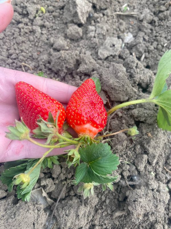 4-1.jpg Полуниця "Альба" (дуже сорт ранній) Продаємо від 10 шт одного сорту