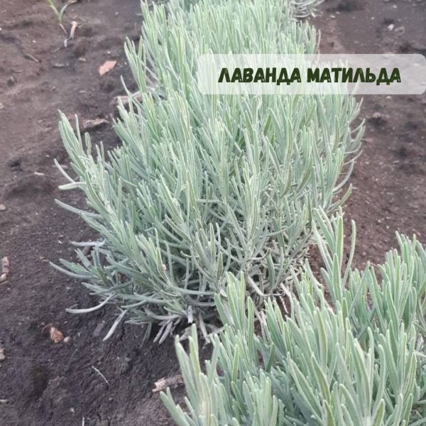 xr:d:DAFg9Z3rZG0:429,j:7074430487950105833,t:23083019 Лаванда "Матильда" (до 10 шт - 60 грн, від 10 шт - 50 грн)