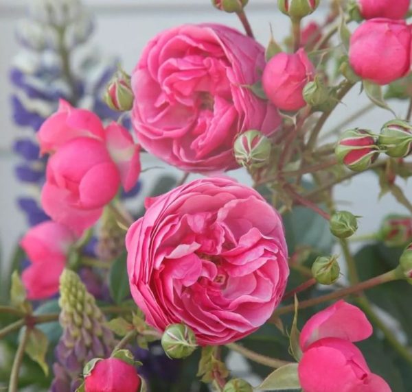 Троянда Помпонелла (Pomponella)