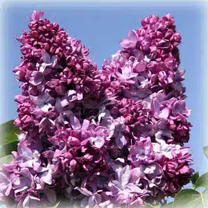 Бузок пестролистий рожево-темний, відкрита коренева