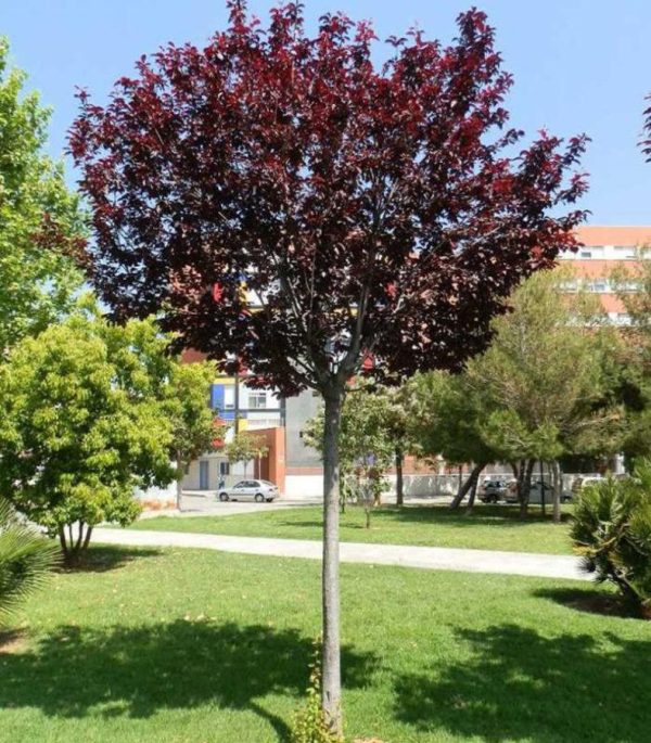 Декоративна слива та їстівна «Хесея» на штамбі