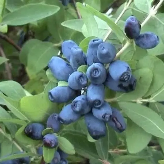 Жимолость "Вітамінна"