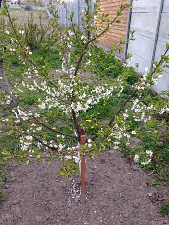 Вишня Чудо-вишня