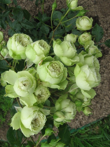 48_1288-1.png Троянда Супер Грін (Super Green)