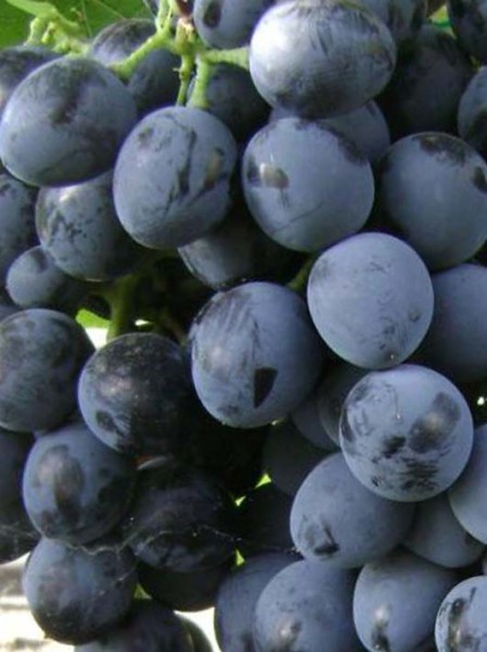 Виноград "Молдова"