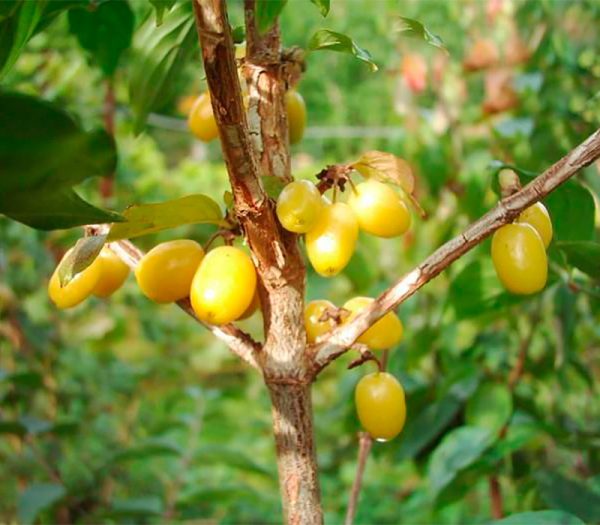 Кизил "Янтарний" (жовтий)