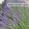 Лаванда "Англійська вузьколиста"(до 10 шт - 60 грн, від 10 шт - 50 грн)