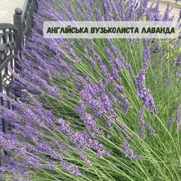 Лаванда "Англійська вузьколиста"(до 10 шт - 60 грн, від 10 шт - 50 грн)
