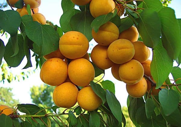 Абрикос ранній "Червневий ранній", саджанці дворічні