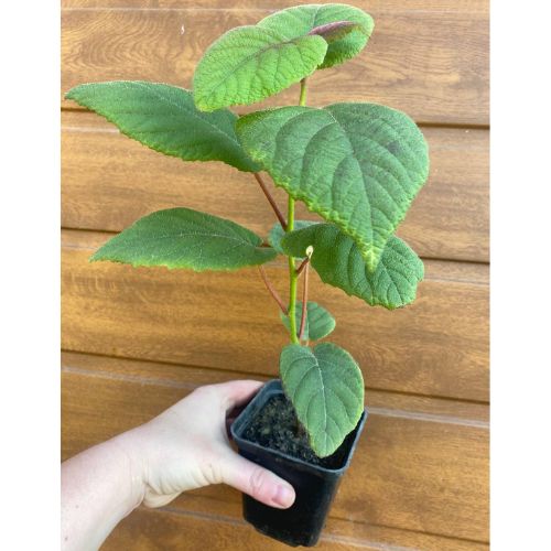 xr:d:DAFyFkCg1Hk:4,j:2489773155939706332,t:23110714 ПРЕМІУМ Ківі "Бруно", ранній термін дозрівання, самозапильний