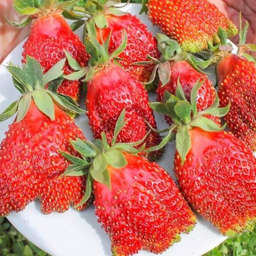 Полуниця"Купчиха"(сорт середньораній ) Продаємо від 10 шт одного сорту