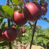 Яблуня "Байя Маріса", червоном'яса, ранньозимовий сорт яблук