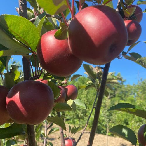 Яблуня "Байя Маріса", червоном'яса, ранньозимовий сорт яблук