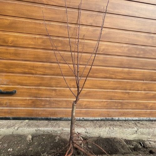 Мигдаль рожевий