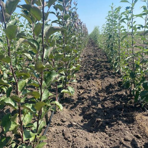 Яблуня "Байя Маріса", червоном'яса, ранньозимовий сорт яблук