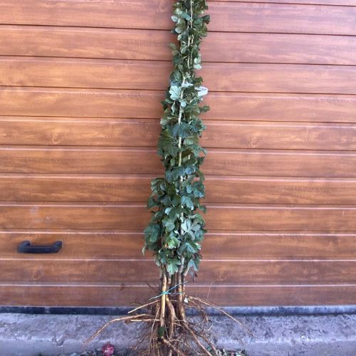 xr:d:DAFwnEL-_N8:9,j:1571036376829443435,t:23101418 Глід декоративний, саджанці дворічні (Бояришник)