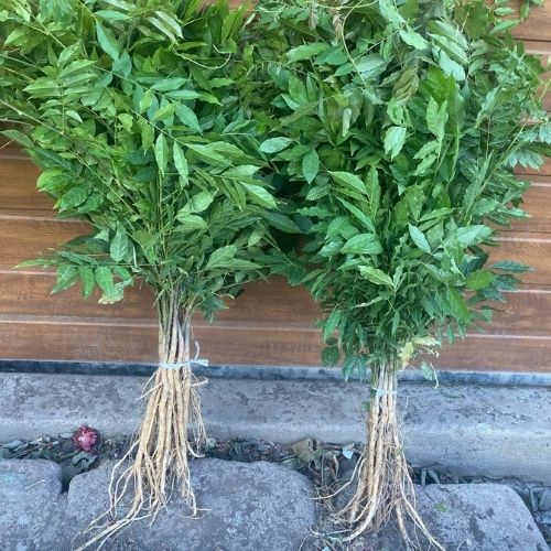 Гліцинія темно-фіолетова "Аватар"