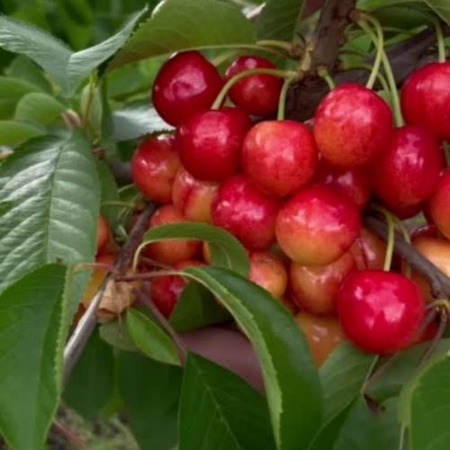 Черешня "Рожева Амазонка" (пізній сорт)