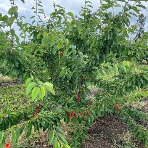 Черешня "Рожева Амазонка" (пізній сорт)