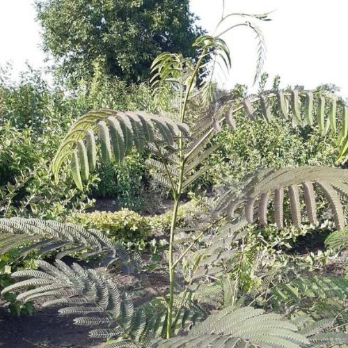 xr:d:DAFwnEL-_N8:2,j:6929193318219034494,t:23100720 Акація ленкоранська "Альбіція"