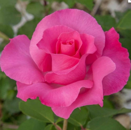 500x500.6d46d571f35a6bf5cd959e30c278729f-1.jpg Троянда Маккартні Роуз (McCartney Rose)