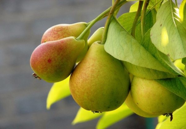 Груша Ніжність колона