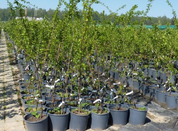 Алича червоном'ясна