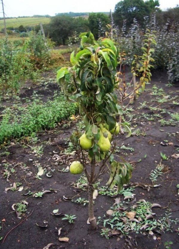 51840.pnol70.600.jpg Груша Декора колоновидна Саджанці дворічні