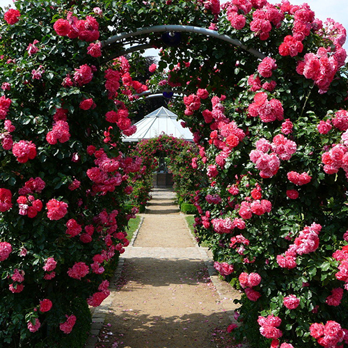 5212-500x500-1-1.jpg Троянда "Лагуна" плетиста