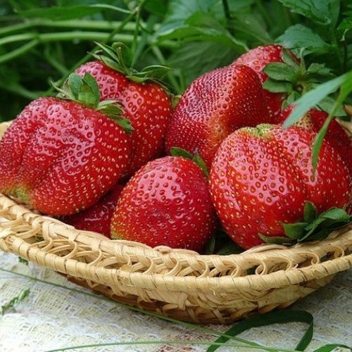 Полуниця "Королева Єлизавета" (ремонтантний сорт) Продаємо від 10 шт одного сорту