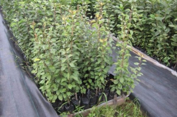 Груша "Киргизка зимня" Саджанці дворічні