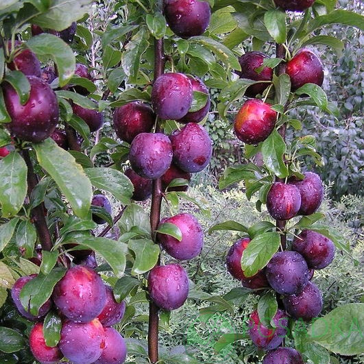 56b57e9c25120b0fcf1090b1f818bfe5.jpg Cлива Блю Світ колона, середній термін дозрівання