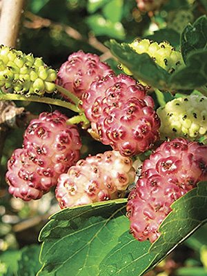 Шовковиця "Мереживо"