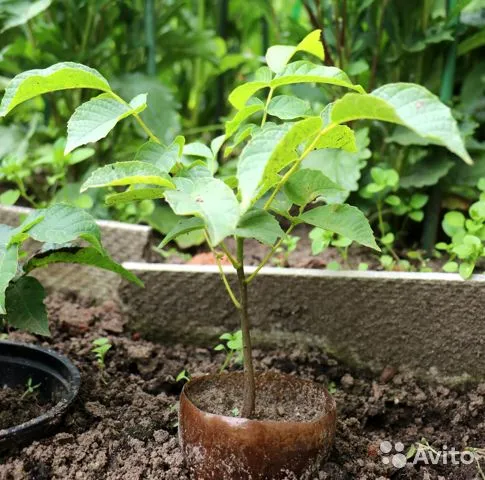 Грецький горіх Велетень