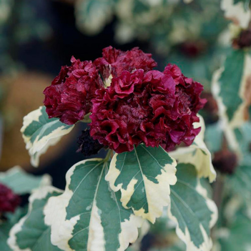 Гібіскус бордовий, ряболистий