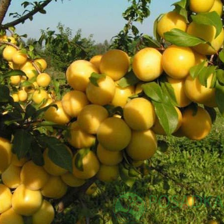 Cлива Медова колона