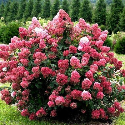 5d84aca011859be2b4f98a77a07cca60.jpg Гортензія хуртовина "Даймонд Руж"