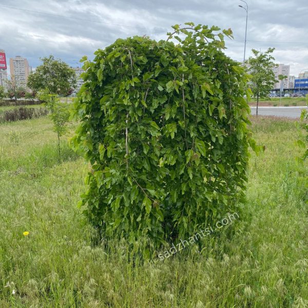 Шовковиця Плакуча штамб "Пендула"
