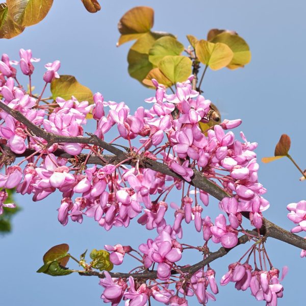 Багряник (Церцис) Саджанці дворічні