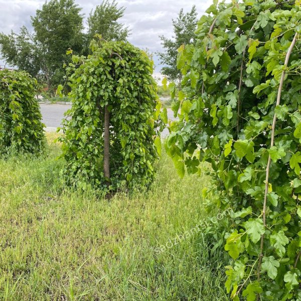 Шовковиця Плакуча штамб "Пендула"