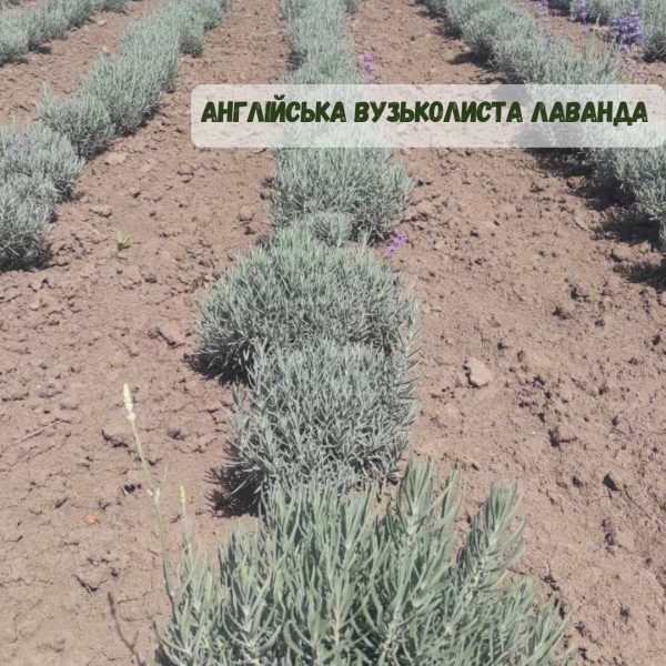 Лаванда "Англійська вузьколиста"(до 10 шт - 60 грн, від 10 шт - 50 грн)