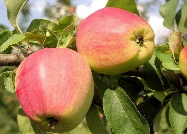 Яблуня "Кандиль Синап", середній термін дозрівання